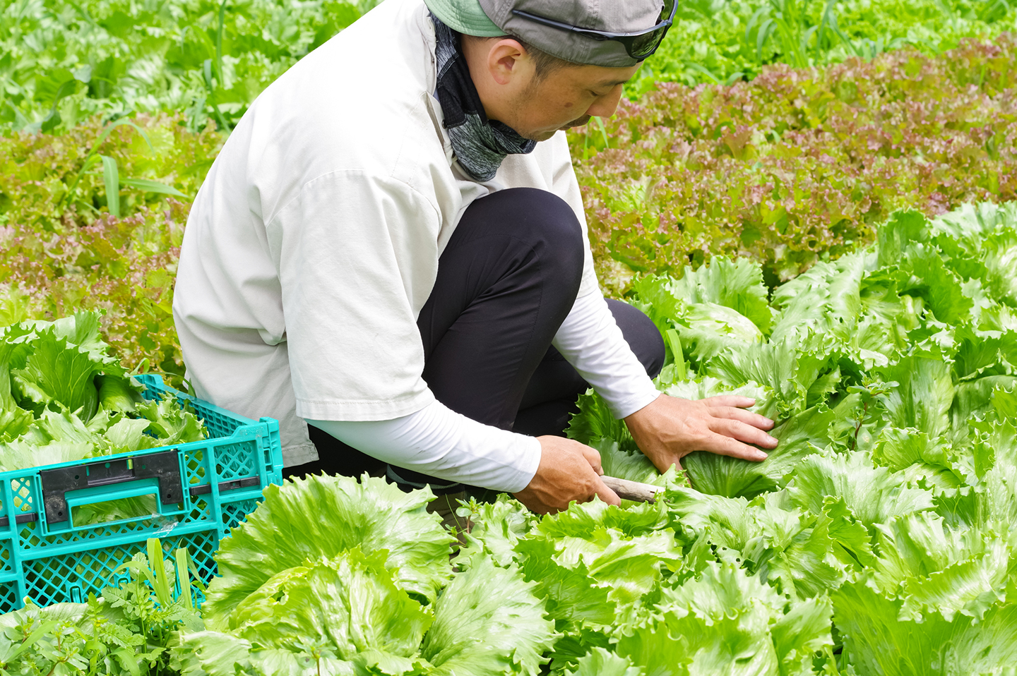 産地直の強み